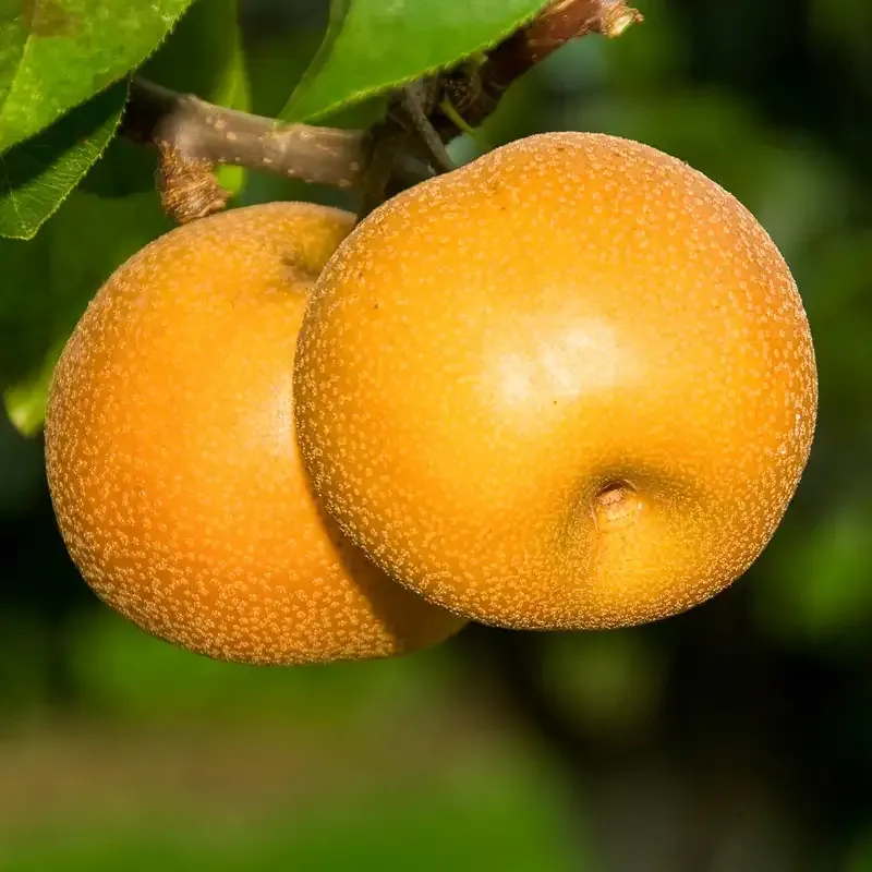 Hosui Asian Pear Tree - Crisp and Sweet Pyrus pyrifolia