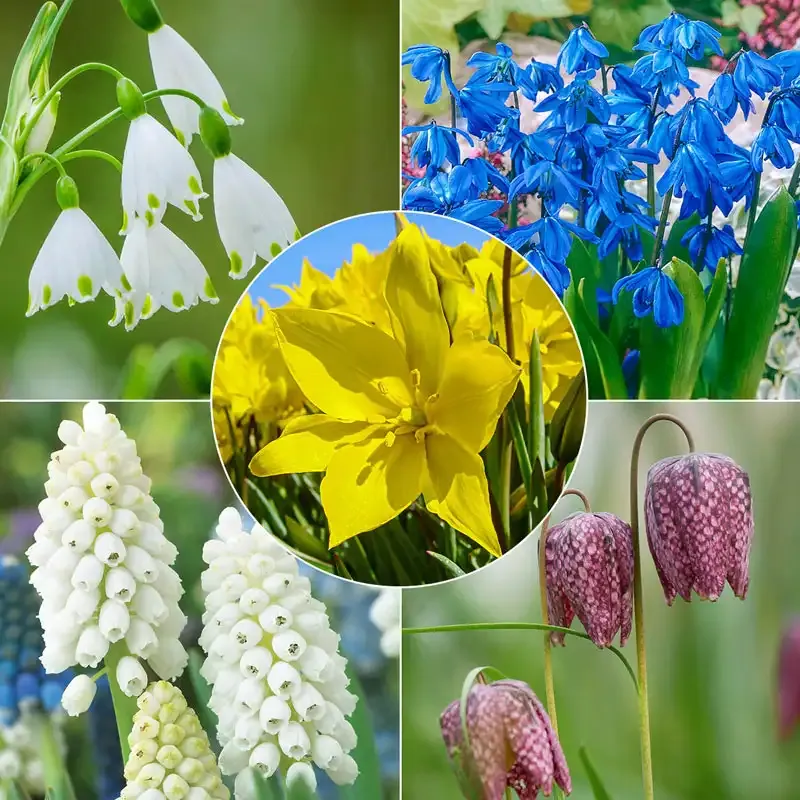 Pollinator Bulb Collection - Nectar-Rich Flowering Varieties