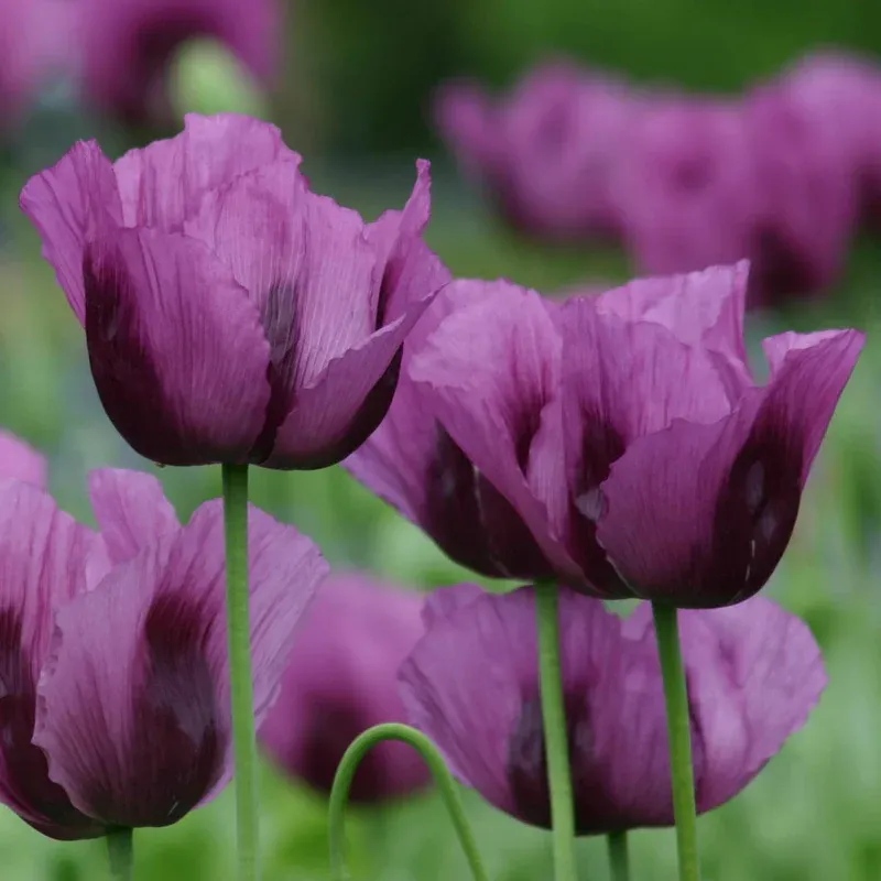 Hungarian Blue Breadseed Poppy Heirloom Seeds for Culinary and Garden Use