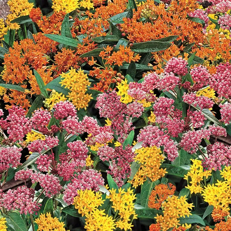 Native Milkweed Seed Selections for Pollinator Habitats
