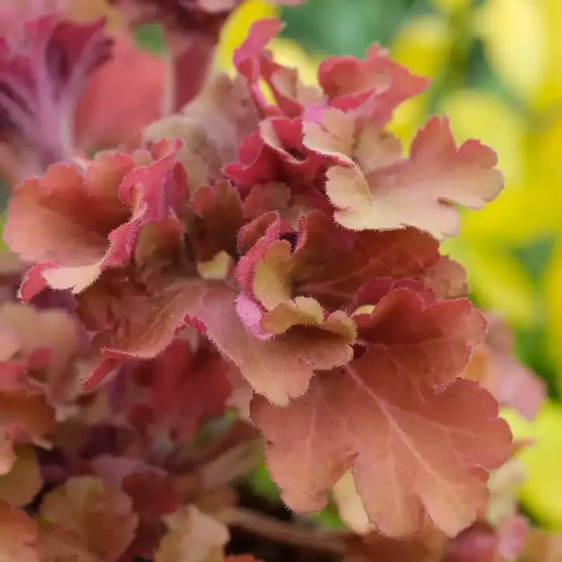 Frilly Coral Bells Ornamental Perennial Plant 2