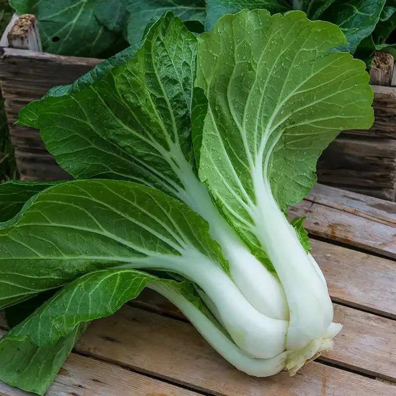 Hybrid Pak Choi Seeds for Consistent Vegetable Gardening