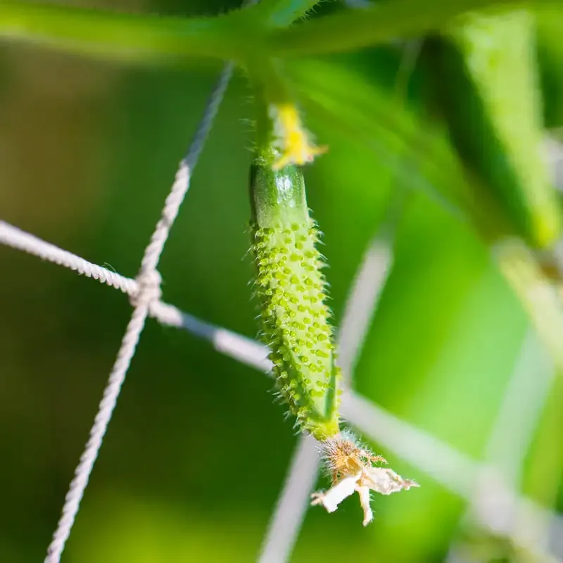 Heavy-Duty Plant Support Trellis Netting for Climbing Vegetables and Flowers
