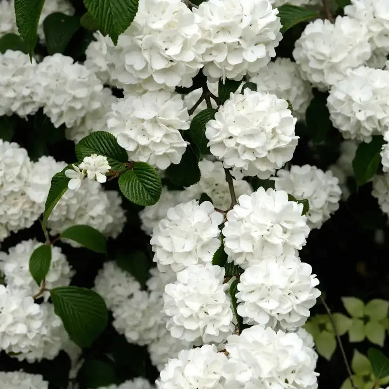 Snowball Viburnum Hedge Shrub - Deciduous Flowering Garden Plant