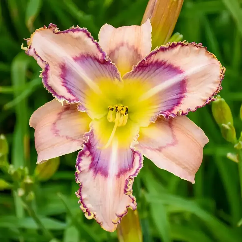 Handwriting on the Wall Reblooming Daylily Perennial Garden Plant