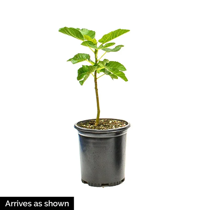 Italian Everbearing Fig Tree - Productive Fruit-Bearing Plant 1