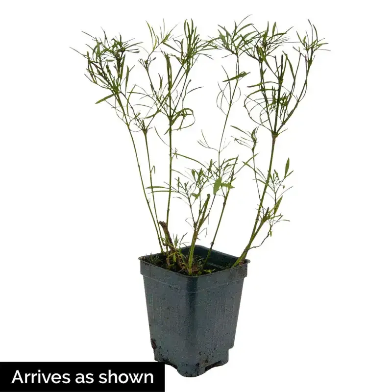 Sunshine Superman Coreopsis Perennial Golden-Yellow Flowering Plant 2