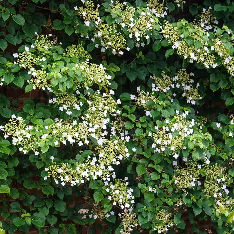 Climbing Hydrangea (Hydrangea anomala petiolaris) Deciduous Flowering Vine