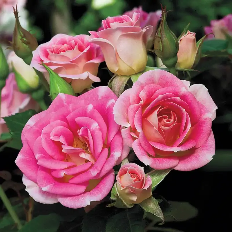 Miniature Rose Potted Flowering Shrub
