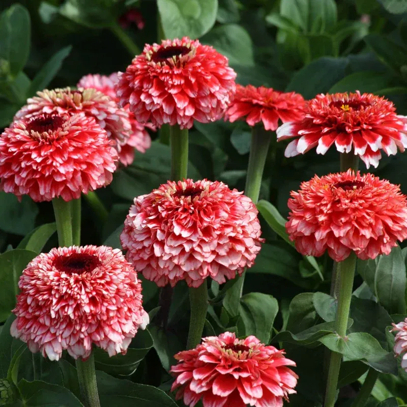 Zinderella Fizz Zinnia Seeds - Double-Petaled Scabiosa-Flowered Annual