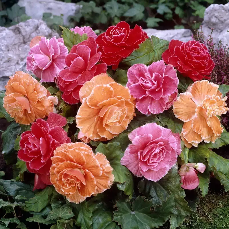 Picotee Begonia Mix - Assorted Tuberous Flowering Bulbs 1