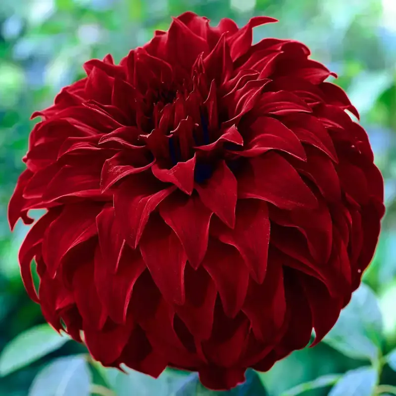 Spartacus Decorative Dahlia Tuber for Garden Landscapes