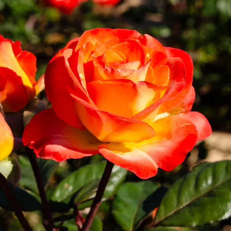 Hybrid Tea 'Perfect Moment' Rose Bush - Bi-Color Flowering Ornamental Plant