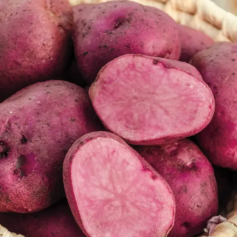 Mountain Rose Potato Seed Tubers - Red Skin and Pink Flesh Heirloom Variety