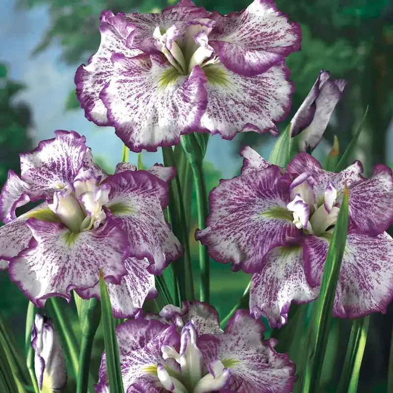 Geisha Girl Japanese Iris Perennial Garden Plant