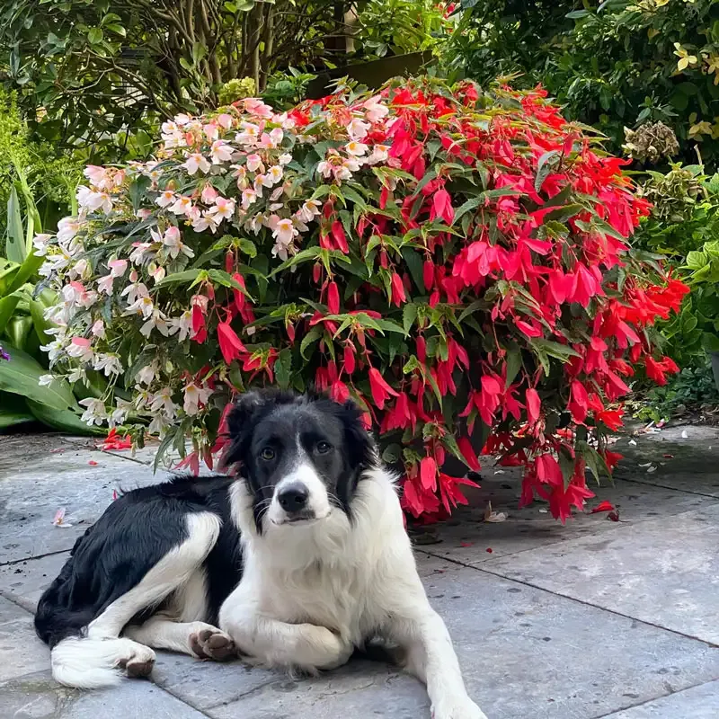 Boliviensis Begonia Mix - Trailing Flowering Plants for Hanging Baskets 1