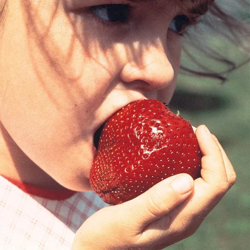 Whopper Junebearing Strawberry Plant for Consistent Seasonal Harvest 4