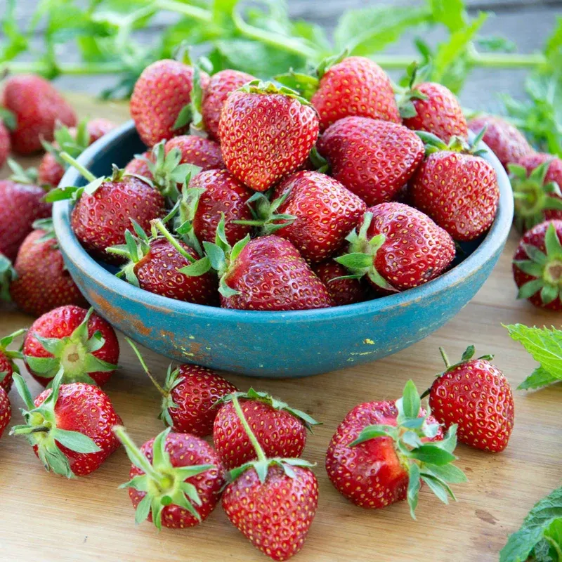 Wendy Junebearing Strawberry Plant - Seasonal Fruit Garden Starter 2