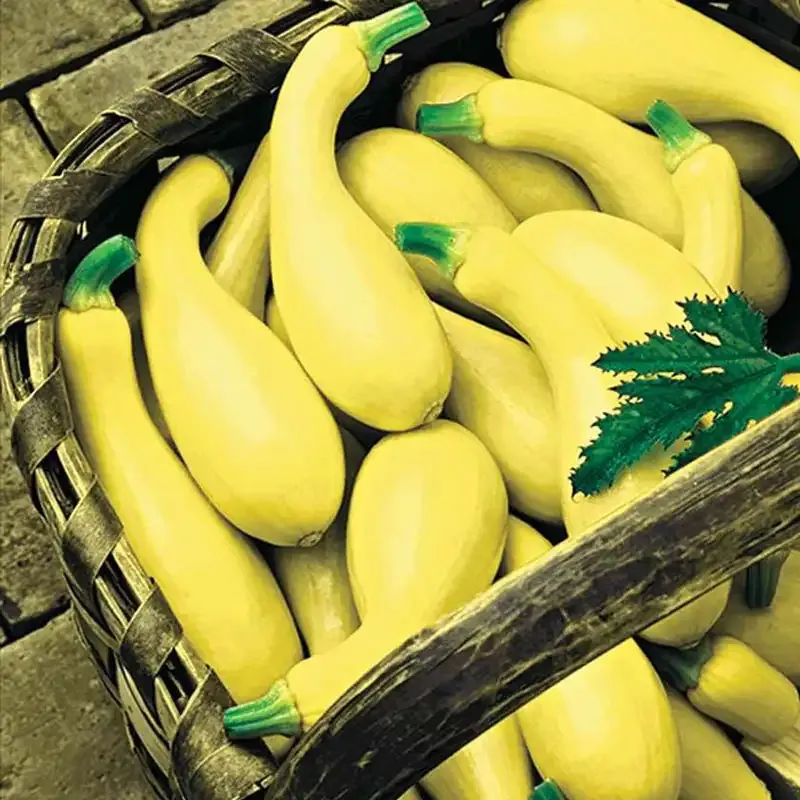 Dixie Yellow Crookneck Summer Squash Heirloom Seeds