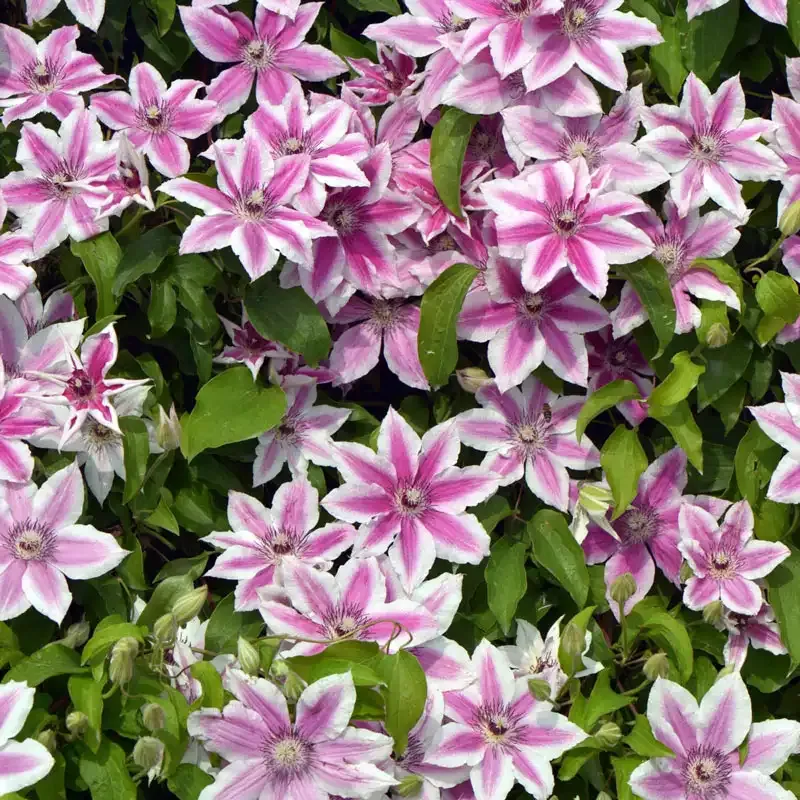 Clematis Carnaby Large-Flowered Climbing Perennial Vine