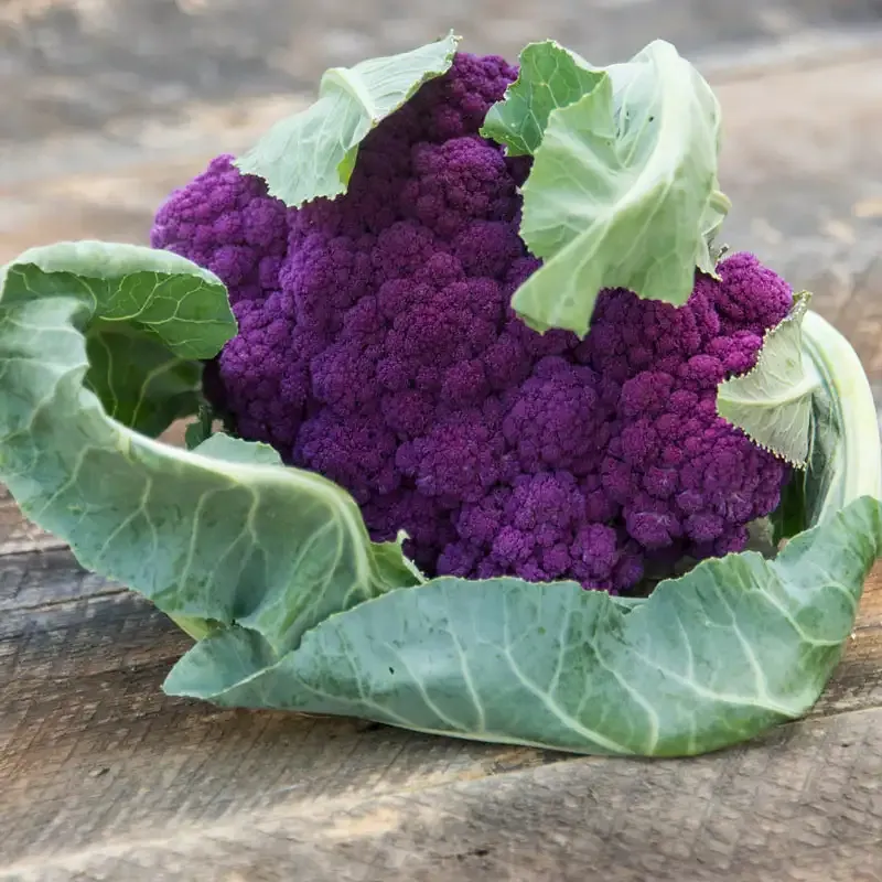 Mulberry Hybrid Cauliflower Seeds for Consistent Vegetable Gardening 1