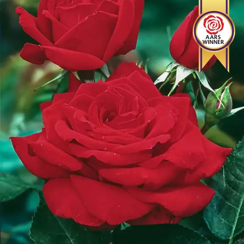 Mister Lincoln Hybrid Tea Rose - Classic Fragrant Red Flowering Shrub