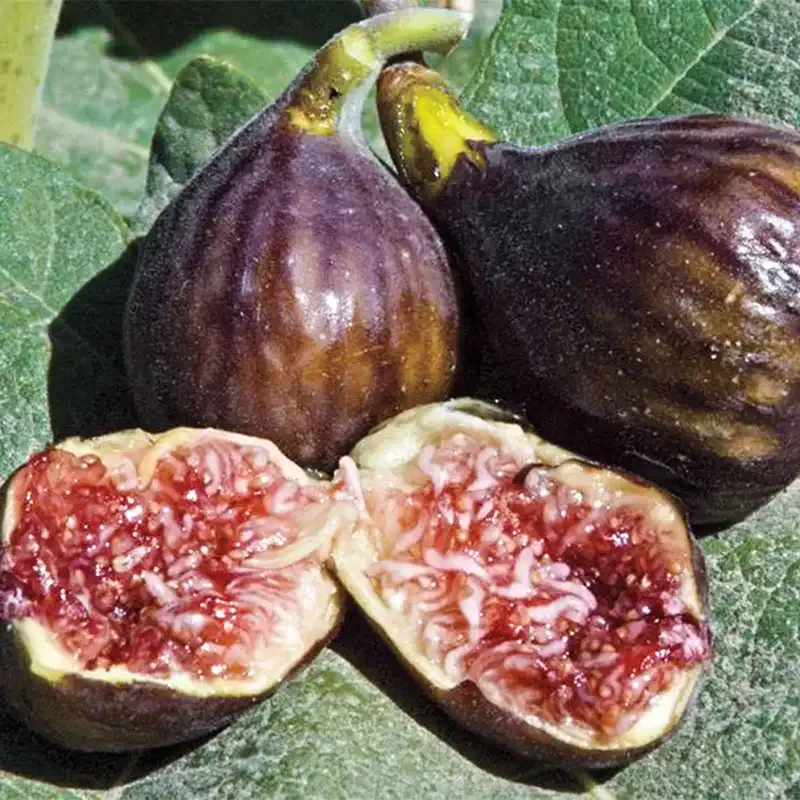 Hardy Chicago Fig Tree - Cold-Tolerant Edible Fruit Plant
