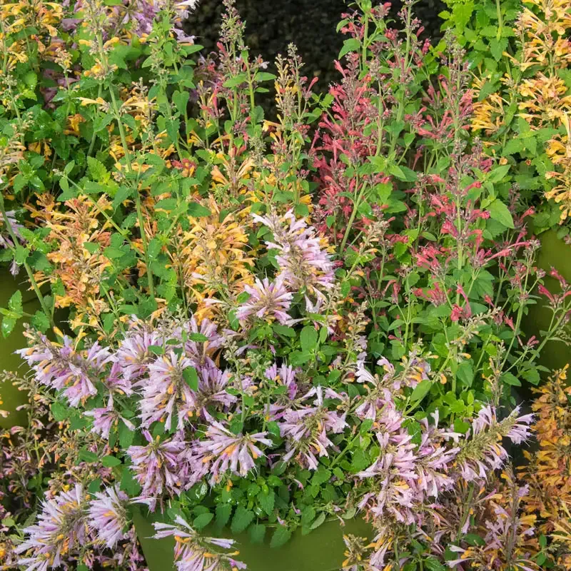 Nectar Hummingbird Mint Seed Mixture for Pollinator Gardens