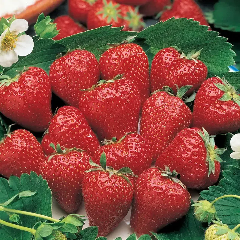 Surecrop Junebearing Strawberry Plant - Productive Garden Fruit Starter