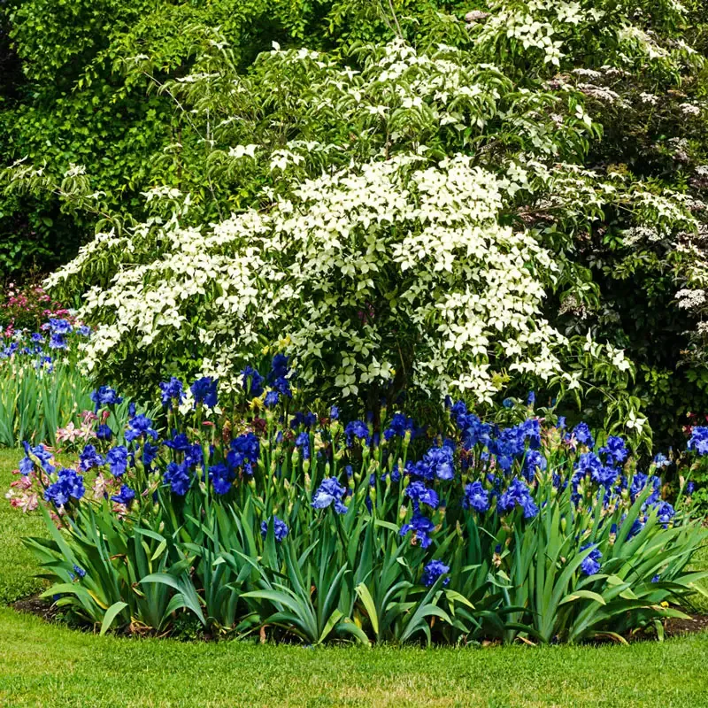 Victoria Falls Reblooming German Iris Perennial Rhizomes 2