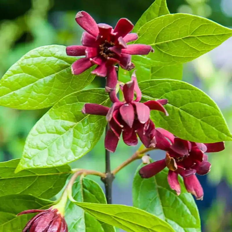Carolina Allspice Plant (Calycanthus floridus) Fragrant Deciduous Shrub
