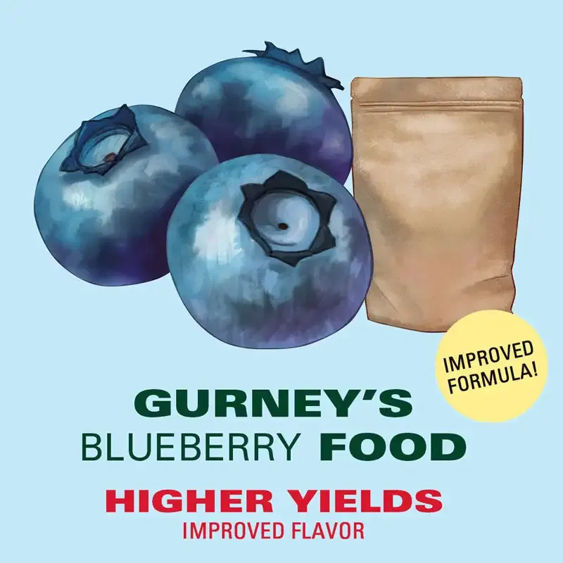 Whopper Junebearing Strawberry Plants - High-Yield Garden Fruit Starts 3