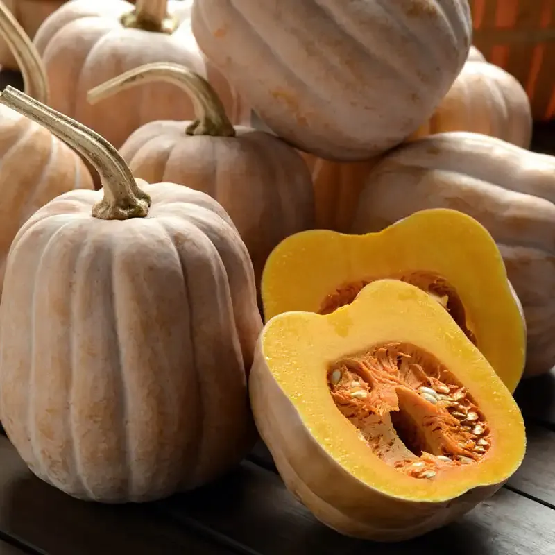 Autumn Frost Hybrid Winter Squash Seeds