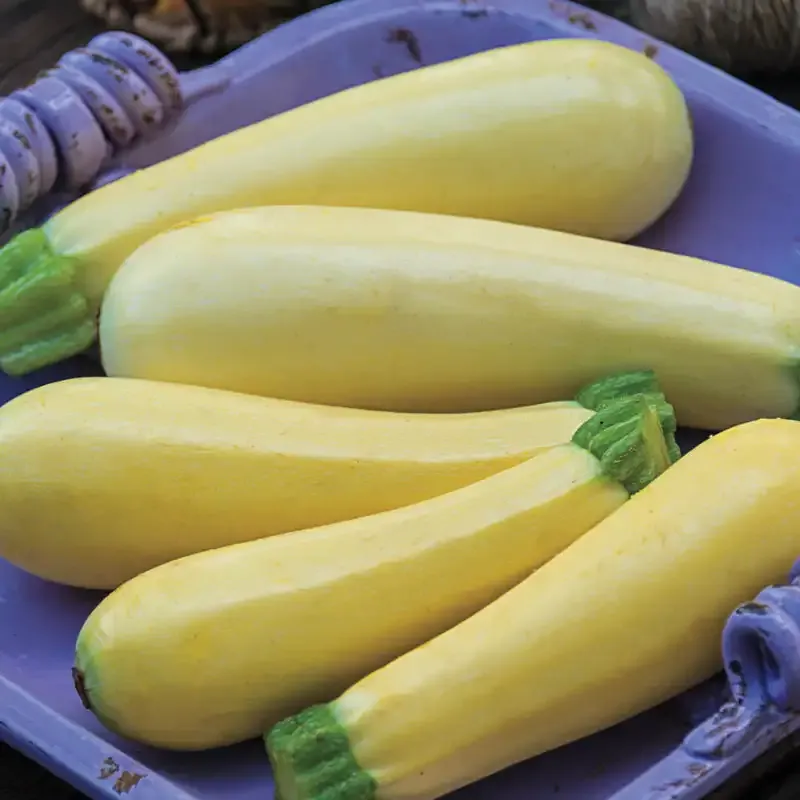 Chiffon Hybrid Summer Squash Seeds for Home Vegetable Gardens