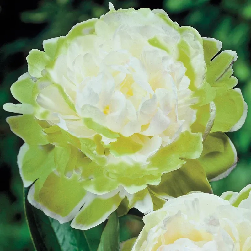 Green Halo Peony Artificial Decorative Flower