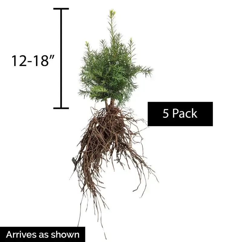 Dark Green Spreader Yew Hedge Evergreen Privacy Shrub 2