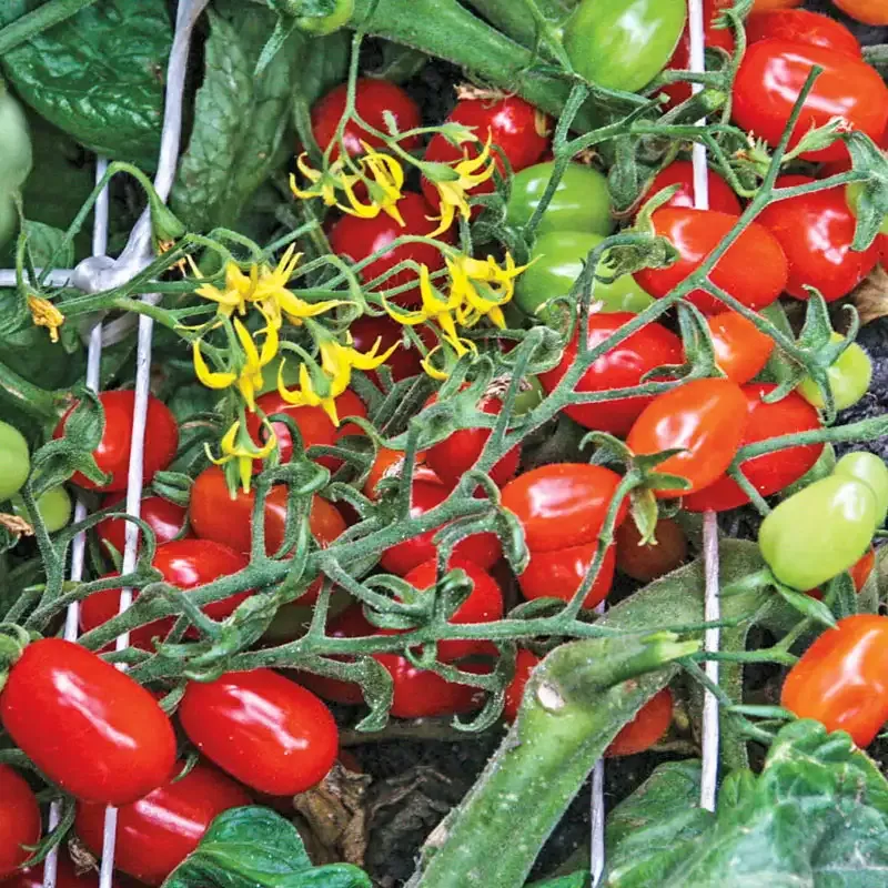 Tomato and Blossom Set Spray for Vegetable and Fruit Development 2