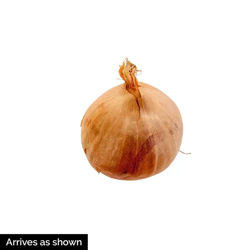 Deer-Resistant Allium Bulbs for Garden Borders 4