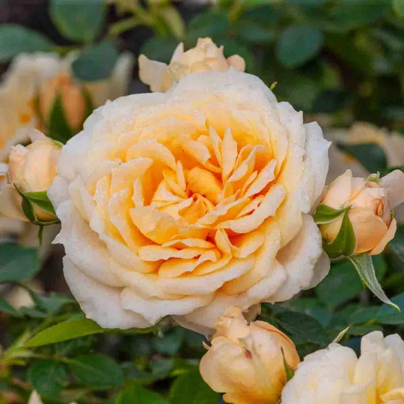 Hardy Shrub Rose Bush for Garden Landscaping 1