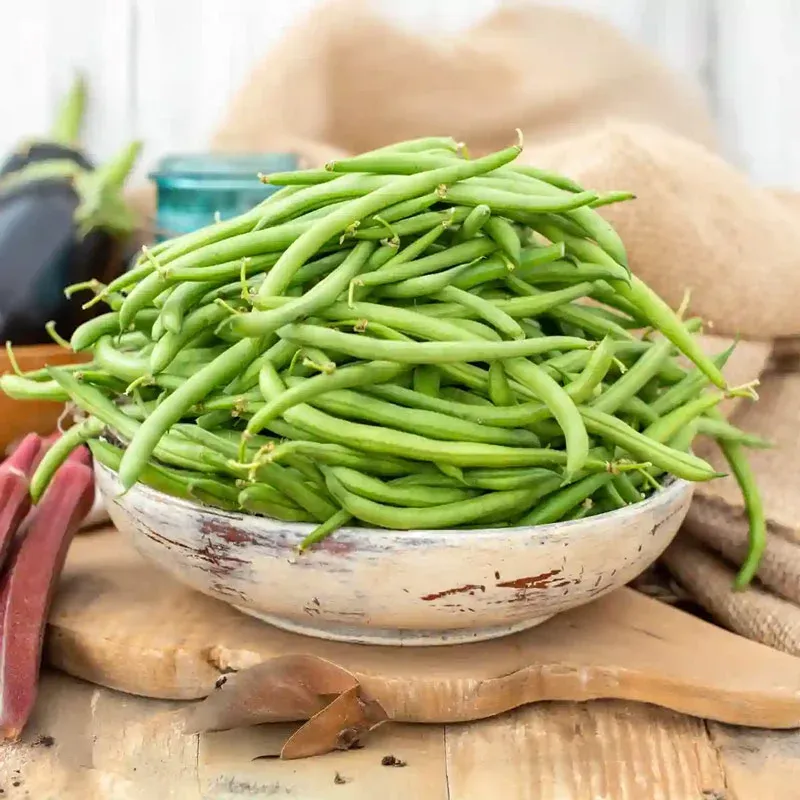 Blue Lake Bush Bean Seeds - High Yield Stringless Green Bean Variety 2