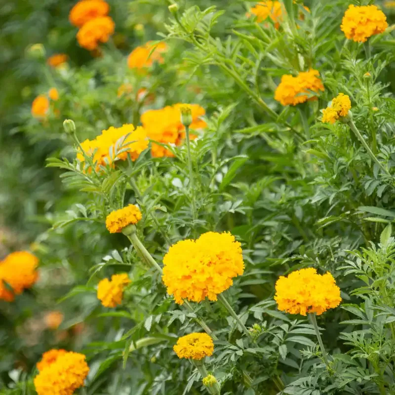 Crackerjack Mix Marigold Seeds - Large Double-Flowered Tagetes Erecta 1