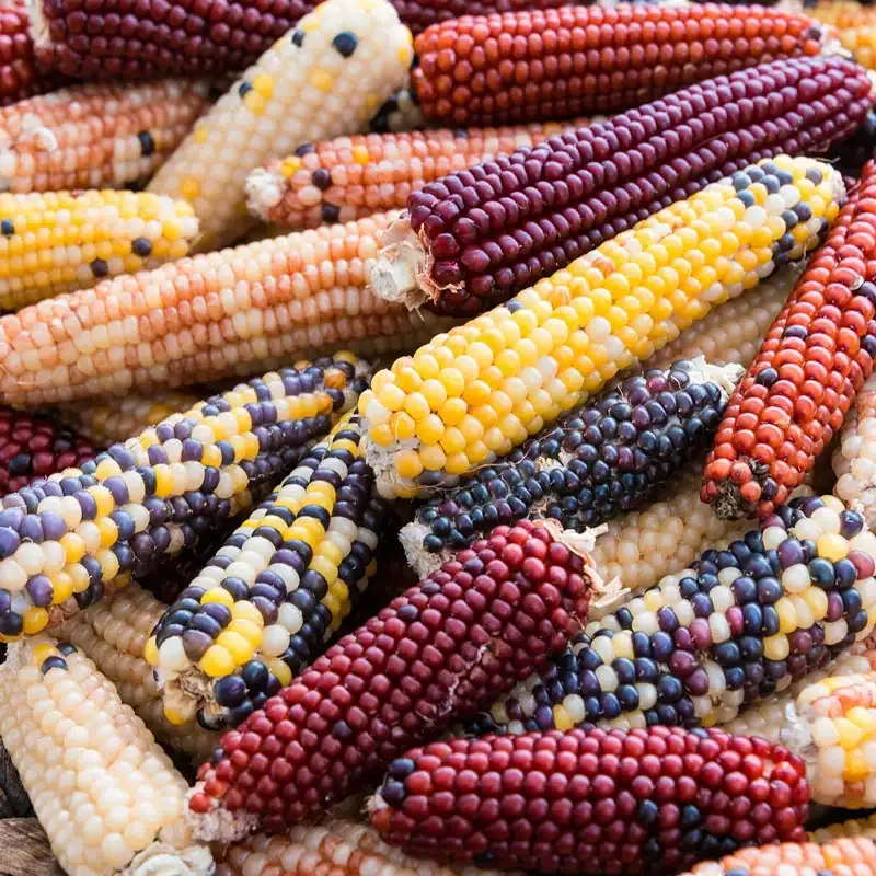 Firecracker Hybrid Popcorn Seeds for Home Gardening