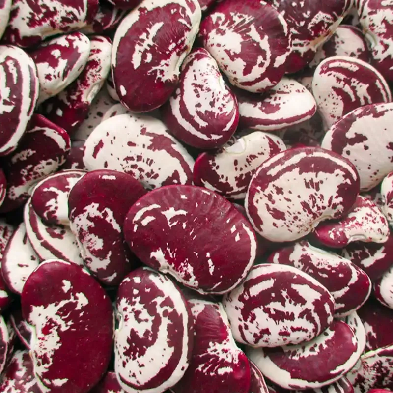 Christmas Lima Pole Bean Seeds - Heirloom Climbing Variety