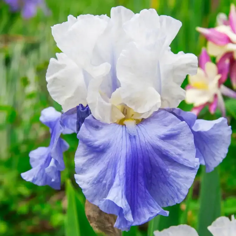 Bearded Iris Collection - Perennial Rhizome Assortment for Garden Planting 3