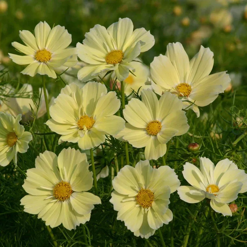 Cosmos Versatile Utility Accessory 1