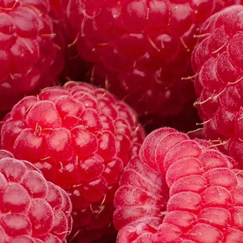Heritage Raspberry Plant - Everbearing Perennial Fruit Shrub 1