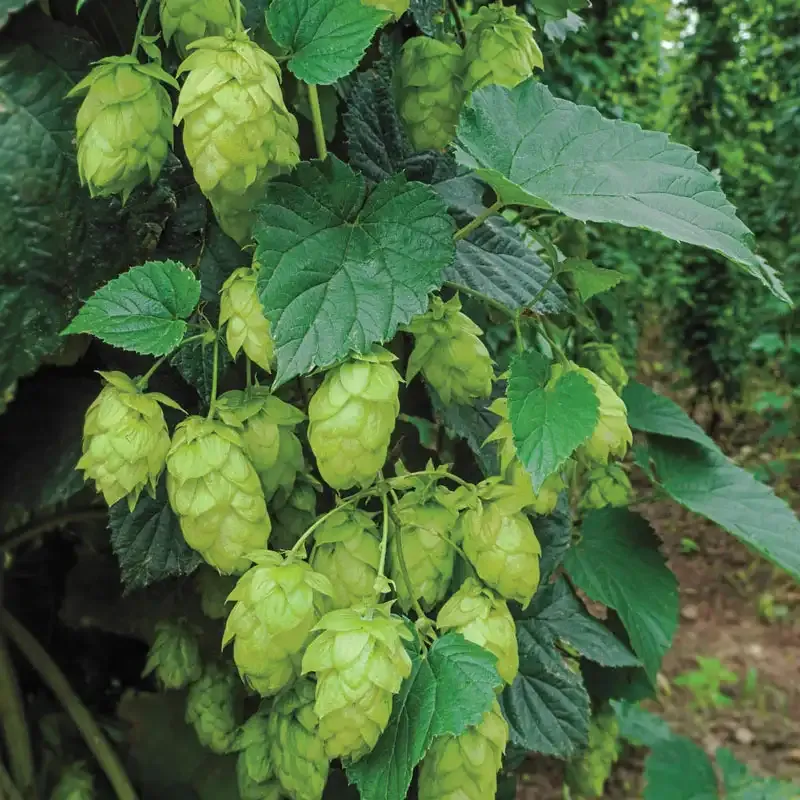 Nugget Hops Perennial Vine - Hardy Rhizome for Garden Cultivation