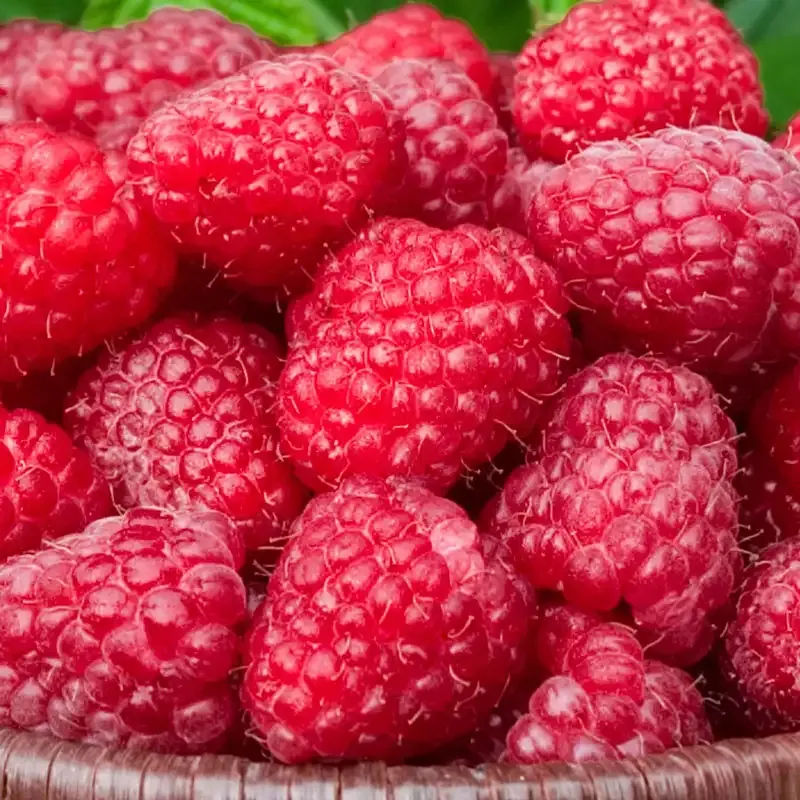 Canby Raspberry Plant - Thornless Red Raspberry Bush