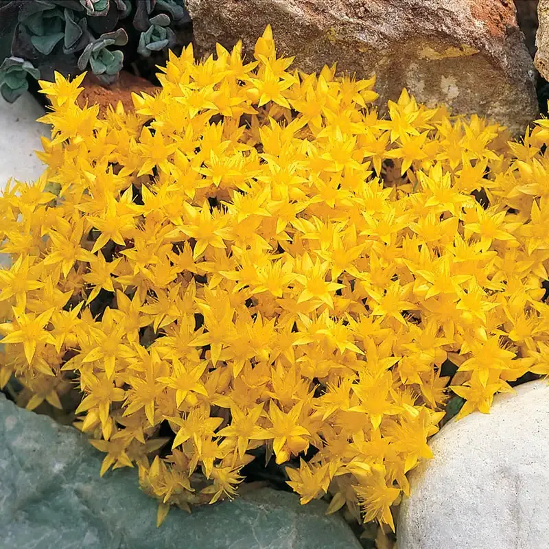 Improved Golden Creeping Sedum Drought-Tolerant Ground Cover