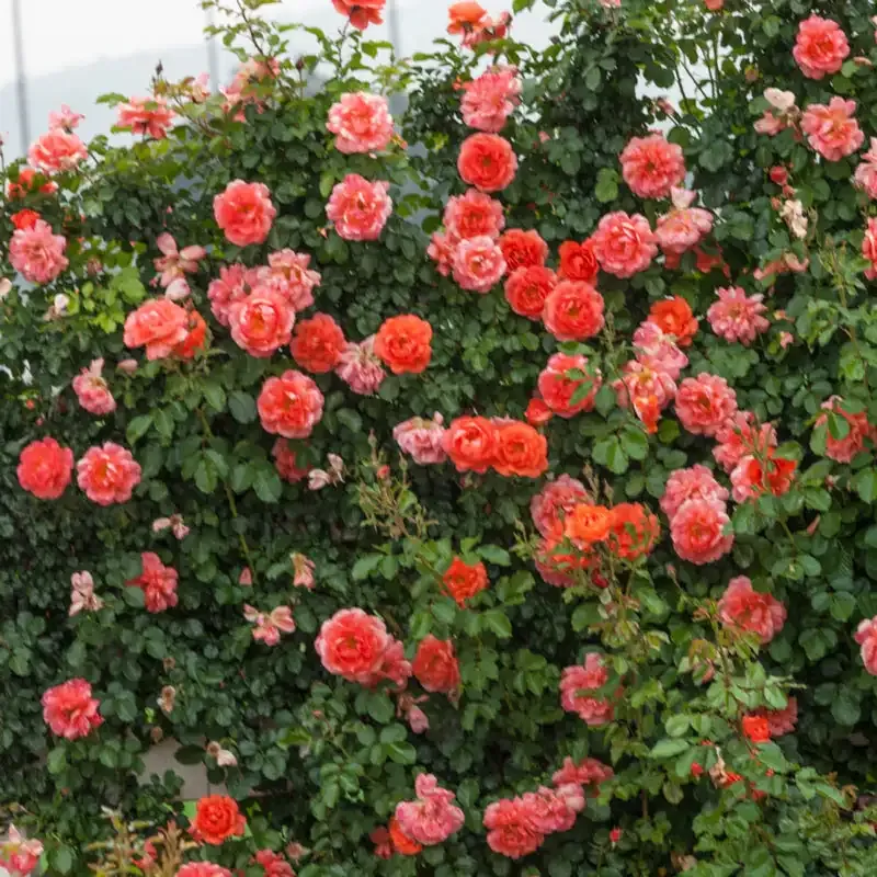Above All Climbing Rose - Vigorous Flowering Climbing Plant for Garden Structures 1